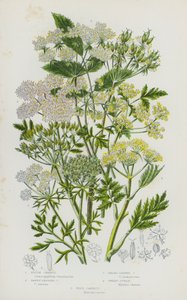 Blommande växter i Storbritannien: Grov körvel, gulbrun fruktkörvel, bredbladig körvel, söt cicely, vild morot (färg litho) av English School