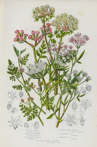 Blommande växter i Storbritannien: Sea Side Carrot, Small Bur Parsley, Great Bur Parsley, Upright Hedge Parsley, Spreading Hedge Parsley, Knotted Hedge Parsley, Sea Side Prickly Samphire (färglitografi) av English School