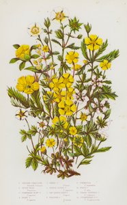 Blommande växter i Storbritannien: Buskfibbla, silvergräs, jordgubbsblommig fibbla, högfibbla, vårfibbla, orange alpfibbla, sågbladig hårig fibbla, krypande fibbla, tormentil, vit fibbla, tre av English School