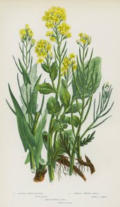 Blommande växter i Storbritannien: Smooth Tower Senap, vanlig vinterkrasse, tidig vinterkrasse (färg litho) av English School