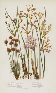 Blommande växter i Storbritannien: Mjuk Rush, Hård Rush, Trubbblommig Jointed Rush, Trebladig Rush, Round Fruit Rush, Slank spridande Rush, Capitate Rush (färg litho) av English School