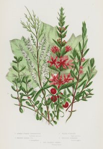 Blommande växter i Storbritannien: Spiked Purple Loosestrife, Isop Leaved Purple Loosestrife, Water Pursiane, English Tamarisk, Red Berried Briony (färg litho) av English School