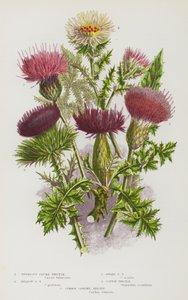 Blommande växter i Storbritannien: Knölplumstistel, ängsplumstistel, dvärgplumstistel, bomullstistel, karlintistel (färglitografi) av English School