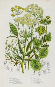 Blommande växter i Storbritannien: vattenpalsternacka, smalbladig vattenpalsternacka, smalbladig hareöra, vanligt haröra, smala hareöra, falkbladshareöra (färg litho) av English School