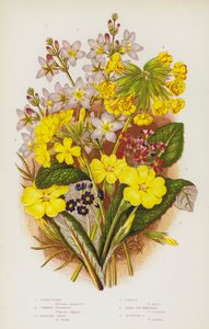 Blommande växter i Storbritannien: Vattenviol, Primrose, Jacquins Oxlip, Cowslip, Birds Eye Primrose, Scottish Primrose (färg litho) av English School