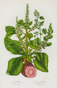 Blommande växter i Storbritannien: vild amaranth, betor, stinkande gåsfot, många fröade gåsfotar (färg litho) av English School