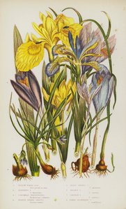 Blommande växter i Storbritannien: Yellow Water Iris, Stinking Iris, Columnas Trichonema, Purple Spring Crocus, Least Spring Crocus, Golden Crocus, Saffron Crocus, Naked-flowering Crocus (color litho) av English School