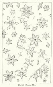 Flowers of Ice (gravyr) av English School