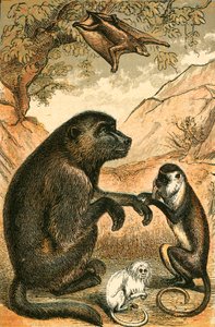 Flygande Lemur, Babian, Diana Monkey och Marmoset av English School
