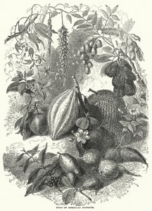 Food of American Monkeys (gravyr) av English School