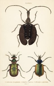 Skogslarvjägare, Calosoma sycophanta 1, markbagge, Elaphrus riparius 2 och violinbagge, Mormolyce phyllodes 3 av English School
