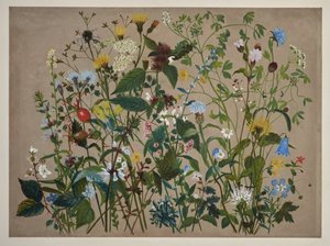 Fyrtio vilda blommor plockade på stranden vid Low Wood av English School