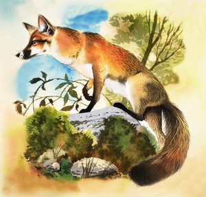 Fox av English School
