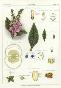 Foxglove av English School