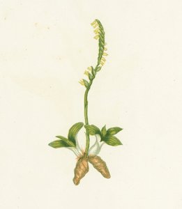Doftande Ladys Tresses, Neottia Spiralis av English School