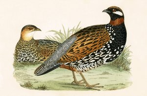 Francolin, kielelezo kutoka 