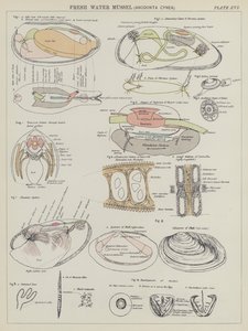 Sötvattensmussla, Anodonta Cynea (färglitografi) av English School