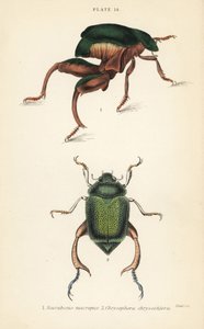 Grodbensbagge eller kängurubagge, Sagra papuana 1, och glänsande blad skalbagge, Chrysophora chrysochlora av English School