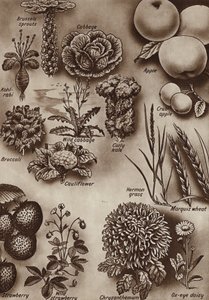 Frukter, grönsaker och blommor och de vilda sorter från vilka de odlades (litho) av English School