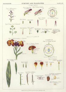 Fumitory och Wallflower av English School