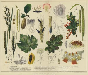 Svampsjukdomar hos växter (färg litho) av English School
