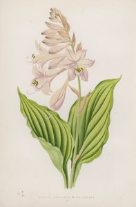 Funkia Undulata; B Variegata (färglitografi) av English School
