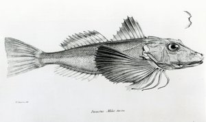 Galapagos Gurnard, tavla 6 från "The Zoology of the Voyage of the H.M.S Beagle, 1832-36" av Charles Darwin. av English School