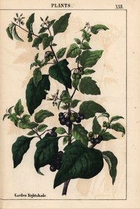 Trädgård eller svart nattskugga med svarta bär Solanum nigrum   , från "The Instructive Picturebook, or Lessons from the Vegetable World," [Charlotte Mary Yonge], Edinburgh av English School