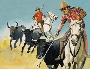 Gardians i Camargue av English School