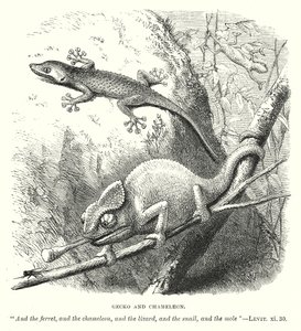 Gecko och kameleont (gravyr) av English School
