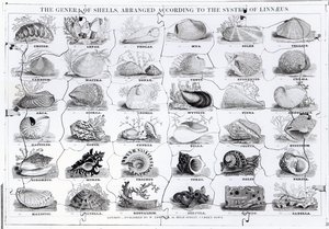 Genera of Shells sticksåg, pub. av W. Edwards av English School