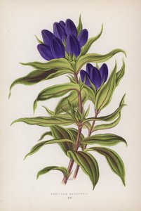 Gentiana Andrewsii (färglitografi) av English School