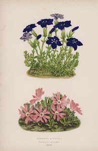 Gentiana Bavarica; Primula Minima (färg litho) av English School