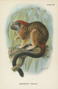 Geoffroys Tamarin av English School