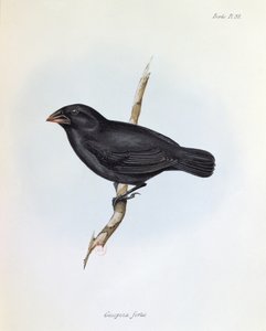 Geospiza Fortis, illustration från The Zoology of the Voyage of H.M.S. Beagle, 1832-36, av Charles Darwin (1809-92), 1840 av English School