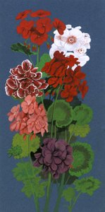 Pelargoner av English School