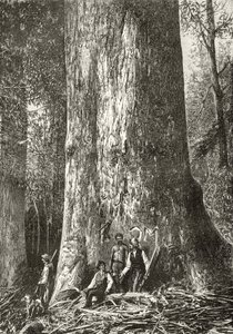 Giant Gum Tree, c.1880, från 