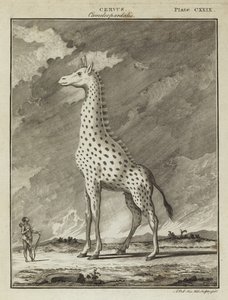 Giraff (Cervus camelopardalis) av English School
