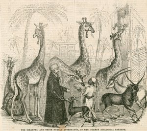 Giraffer och deras nubiska skötare vid Surrey Zoological Gardens, London av English School