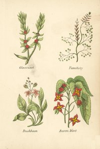 Glasört, fumitory, Buckbean, Baren Wort (färglitografi) av English School