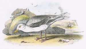 Glaucous Gullswed av English School