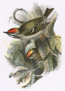 Goldcrest (nederst) och Firecrest (överst) av English School