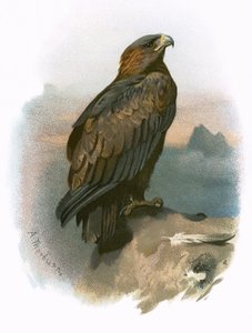 Kungsörn