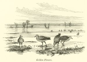 Gyllene plovers av English School