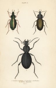 Gyllene jordbagge, Carabus auratus 1, jordbagge, Carabus clathratus 2 och stor svart jordbagge, Tefflus megerlei av English School