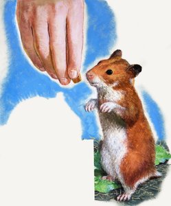 Guldhamster av English School