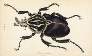 Goliatbagge, Goliathus goliatus (Goliathus magnus) av English School