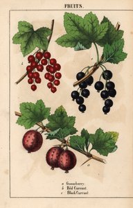 Krusbär, röda vinbär och svarta vinbär   , från "The Instructive Picturebook, or Lessons from the Vegetable World," [Charlotte Mary Yonge], Edinburgh av English School