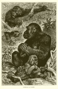 Gorillor hemma av English School