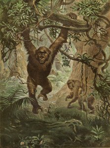 Gorillor hemma av English School